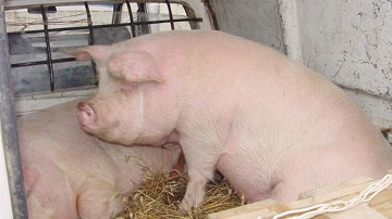 Hoţii de animale, ridicaţi în urma percheziţiilor, rămân în arest
